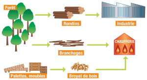 P6 - Cycle biomasse